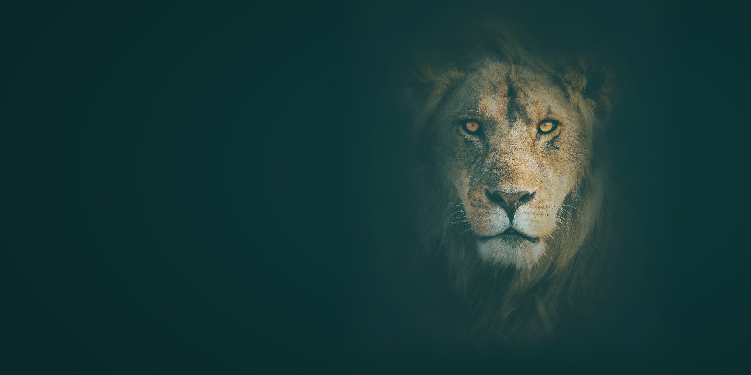 Portrait d'un lion